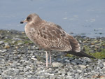 California Gull 